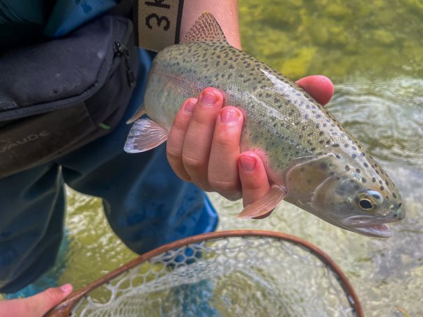 fliegenfischen steiermark