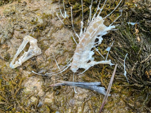 fliegenfischen steiermark