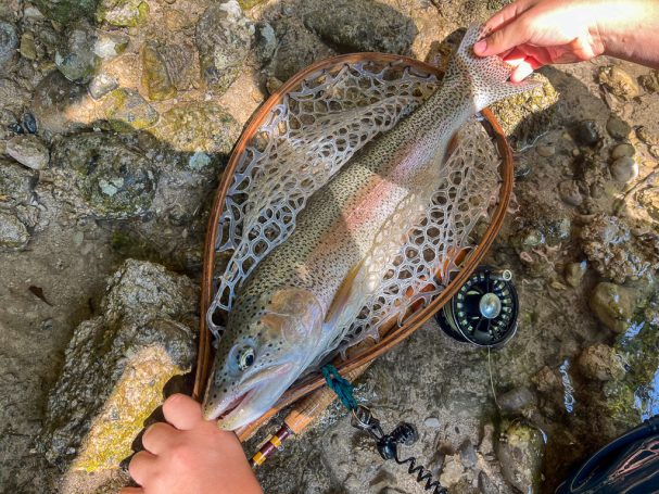 fliegenfischen steiermark